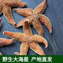 Starfish dried goods wild Starfish Chinese herbal medicine North Sea specialties edible starfish seafood stew soup
