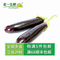 (Old one fresh) fresh eggplant cloth eggplant 400g
