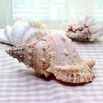 Natural Conch Shell Natural Big Frog Screw Natural Home Ornaments Home Décor Ocean Style Ornaments