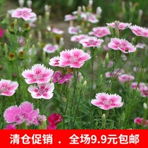 Home indoor potted planting flower fairy seeds colorful stone bamboo flowers and grass gardening seeds