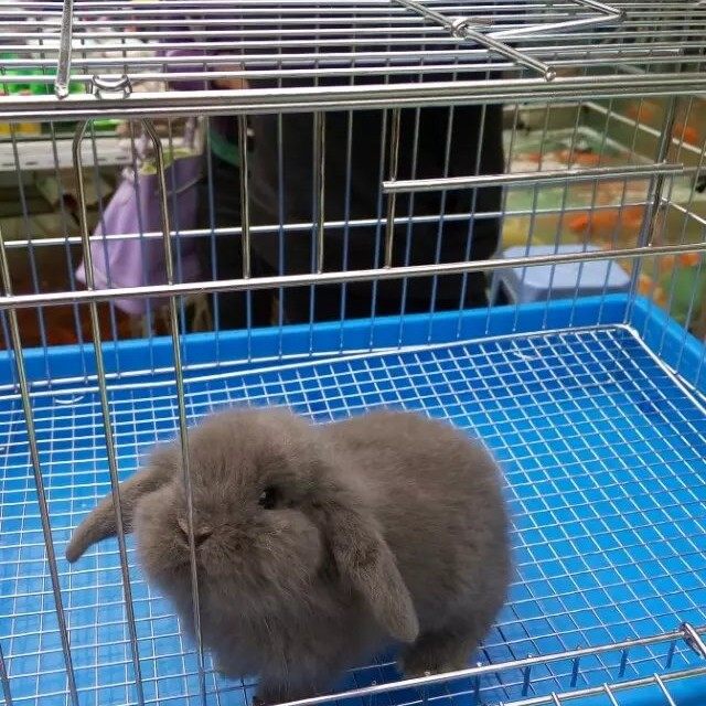 Pet Rabbit Lop Rabbit Dwarf Rabbit Shih Tzu Rabbit Cat Cat Rabbit