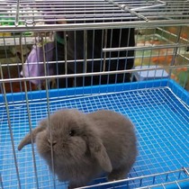 Pet Rabbit Lop Rabbit Dwarf Rabbit Shih Tzu Rabbit Cat Rabbit
