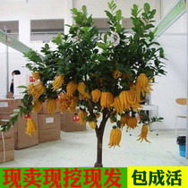 Buddha hand seedlings Golden Buddha hand saplings Balcony Indoor potted garden Flowers Fruit saplings Wood year results