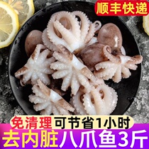 Octopus fresh frozen octopus headshot seafood Instant Spicy Hot Pot Mini small octopus wholesaler