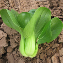 Green cabbage seeds short feet waist small vegetables rapeseed high yield spring Four Seasons sown vegetables seeds green vegetables