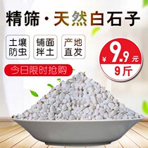Fleshy White Stone green plant White paved stone universal breathable Pebble fish tank stone paving bottom stone
