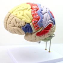 ENOVO Human brain Neuroanatomy model Motor center Sensory brain function model Brain model