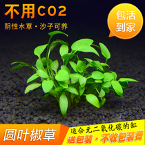 Mini water orchid water grass bitter grass grass pepper grass native stream fish tank landscape package lazy negative underwater fresh water plants