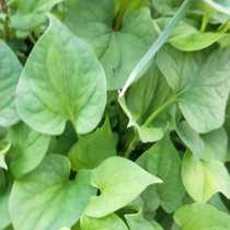 Yunnan vegetables fresh Houttuynia seedlings characteristic vegetable seedlings 10 hot sale does not support return and exchange