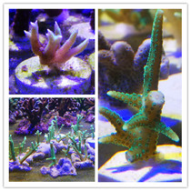 Indonesian Bird Nest Broken Branches Green Bird Nest Pink Bird Nest Coral SPS Hard Bone Coral Living Sea Water Cisfeng Express Package Live