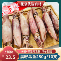Full seed mullet 250g10 only full seed pen tube fish seafood raw fresh seed mullet roast hot pot sea rabbit commercial