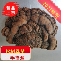 Samhuang Lingzhi Wild Samhuang Fungus Wild Large Sanhuang Pure Natural Special Grade Needle Layer Pore Fungus 500g Boiled Tea