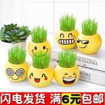 Grass head doll office mini plant small potted grass planting expression desktop diy potted student gift