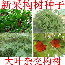 A new English Broussonetia papyrifera seed hybridization Broussonetia papyrifera seed Broussonetia papyrifera papermaking species of livestock and poultry feeding pig feed tree seeds
