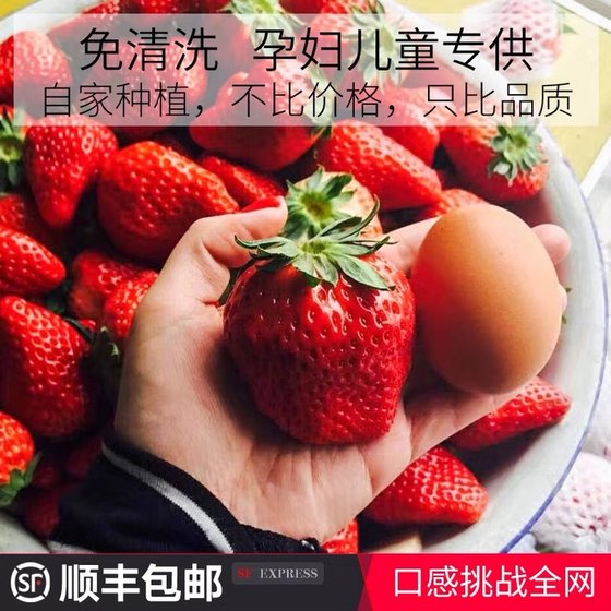 Fresh fruit Dandong strawberry Jiujiu cream pregnant women can eat 3Jin [Jin is equal to 0.5kg] SF Express freshly picked red and big fruit specialty