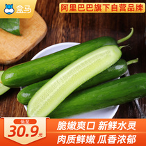 Box horse Shandong Shouguang fruit cucumber 5kg single fruit 80g seasonal fresh fruit fresh instant cucumber