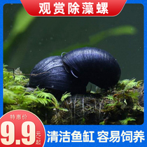 Living Freshwater Pet Snail Ornamental Snail Apple Zebra Onion Mystery Killer Snail Cherry Blossom Shrimp Except Algae Cleansing Snail