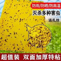 Insect killing post Mosquito 100 piece of sticky board fruit tree fly paper lure restaurant insecticidal insect garden artifact sticky board