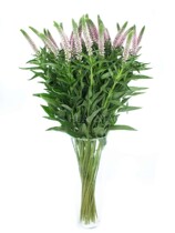 Family flower arrangement Dutch imported rat tail flower high-end rat tail one tie 10 wedding office flower Shunfeng