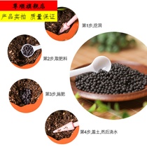 Bonsai special fertilizer organic fertilizer compound fertilizer Poohan pine fertilizer triangle Maple bonsai special fertilizer