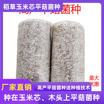 Pleurotus ostreatus original species Blindus ostreatus edible fungus mushroom mushroom mushroom mushroom Pleurotus mushroom