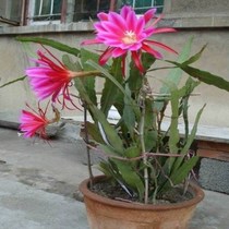 Lingjian Lotus potted flowers indoor green plant cactus succulent plant leaf cutting seedlings with root hair goods