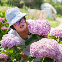 Heidis Garden Flower Hand Ju Dahua Hydrangea Adjustable Color Garden Balcony Yin Resistant Flower Plants Potted Flower Seedlings