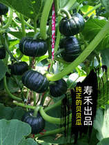 Green shellfish mini high-yielding small pumpkin seeds chestnut flavors four season seedlings of vegetables and seeds