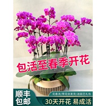 Butterfly orchid potted plant with flower real flower with flower bud shipment with floral sword living room indoor flowers all season easy to live green plant