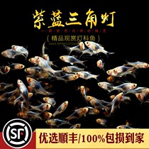 Aquarium Township] Purple triangle blue triangle purple blue purple black triangle light violet grass tank group swimming lantern fish live