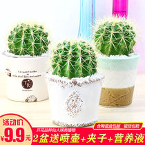 Cactus potted indoor flower potted office desktop cactus radiation-proof fleshy small bonsai seedlings