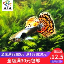 Guppy Guppy Live Thai Big-eared guppy Live Thai Big-eared guppy Live Thai Big-eared guppy Live Thai Big-eared guppy Live