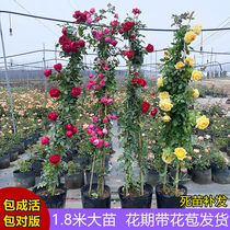 Four Seasons flowering plants rose seedlings cold-resistant flowers garden climbing heat-resistant climbing flower climbing