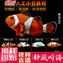 Artificial son clownfish double strap all-black vest Austrian black and white gold AMF Picasso Seawater live aquarium fish