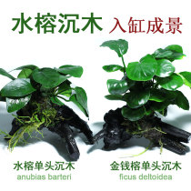 Water grass water Banyan Water grass money real novice sunken wood aquarium landscape living red rose Sunwood green fish tank water grass