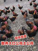 Northeast free-range big red rooster soil rooster Qiqihar rooster is now killed frozen delivery of 2 3 to 2 5 pounds or so