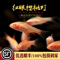Aquarium Township] Red-Eye Cherry lamp improved imported white red eyes super red red red red red cherry lamp small light fish