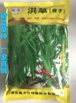 Hongmeji millet millet straw water grass seed water pasture grass seed fish lobster crab breeding special purifying water quality oxygenation