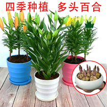 Five new perfume lily flowers bloom all over the world in all seasons to develop a live potted flower green plant