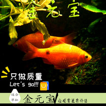 Cold water ornamental fish Gold ingot fish unheated fish Break new cylinder hand fish Rose Crucian carp Low temperature resistant small grass cylinder fish