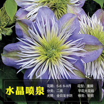 Clematis seedling four-season double-leaf heiyang sun-tolerant plants four-season flowers bloom constantly climbing vine plants heat-resistant and cold-resistant