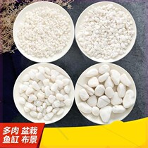 Pond Flowers Pebbles Balcony vase Fish tank White stone small stone goldfish tank Indoor green plant paving Turtle breeding