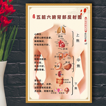 Human body five organs and six organs back reflex diagram traditional Chinese medicine health Hall beauty salon Meridian acupoint diagram whole body poster sticker