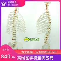 ENOVO Medical human spine model Lumbar spine pelvis osteopathy Sternum ribs Thoracic bone frame model