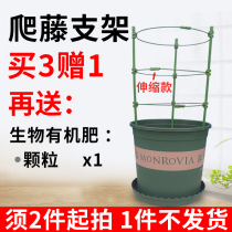 Orchid rose Morning Glory clematis Rose Ball orchid flower climbing vine bracket flower pot climbing plant fixed bracket