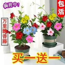 Wanli fragrant vine flower potted double-petaled four-season flower plant indoor flower collection flowering period long-raised flowers