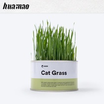 zeze cat seed seed soil-free hydro cultivation canned wheat grass cat mint-coated cat snack