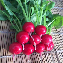 Cherry Radish Seed Small Red Fruits Radish Seed seed Seed Balcony Potted Season Sowing Spring Farmhouse Vegetable Seed