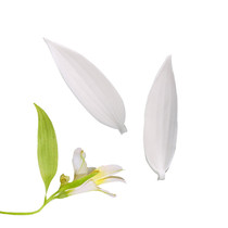 New factory direct simulation British sugar flower lily leaf silicone mold die die bread flower texture leaf mold