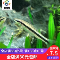 Fish city Black line flying fox Scavenger fish Black line flying fox fish Algae removal Tropical fish Small tool fish eat algae fish